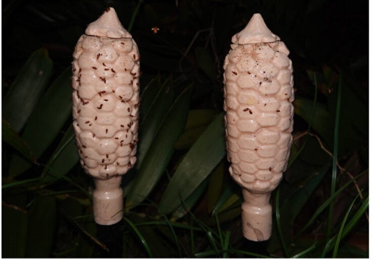 Beetle pollinator visits to artificially heated 3D-printed cones (left) versus those at ambient temperature (right).