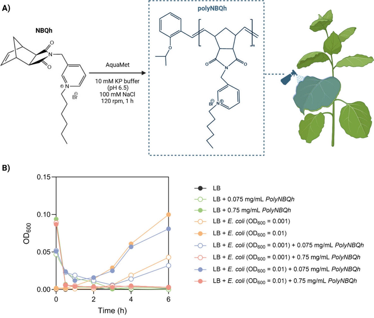 (A) Chemical structure of polyNBQh synthesized by ROMP in buffered aqueous conditions for application as a spray coating on plant leaves. (B) PolyNBQh reduced E. coli growth at 0.075 and 0.75 mg/mL, with complete inhibition observed at the higher concentration.