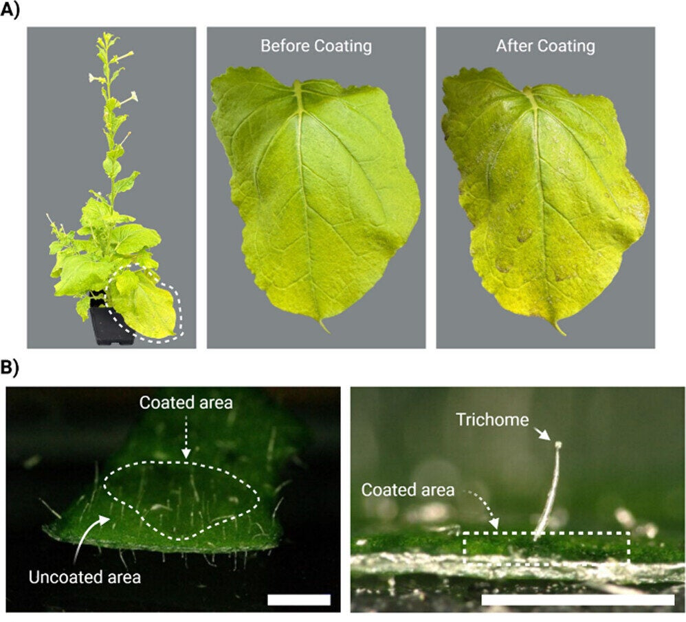 (A) Formation of polymeric film on the adaxial surface of Nicotiana benthamiana leaves after spray coating with a polyNBQh solution. (B) Digital microscopy images showing polymer-coated and uncoated regions (left) and intact trichomes preserved within the coated areas (right) ; scale bars, 1 mm.