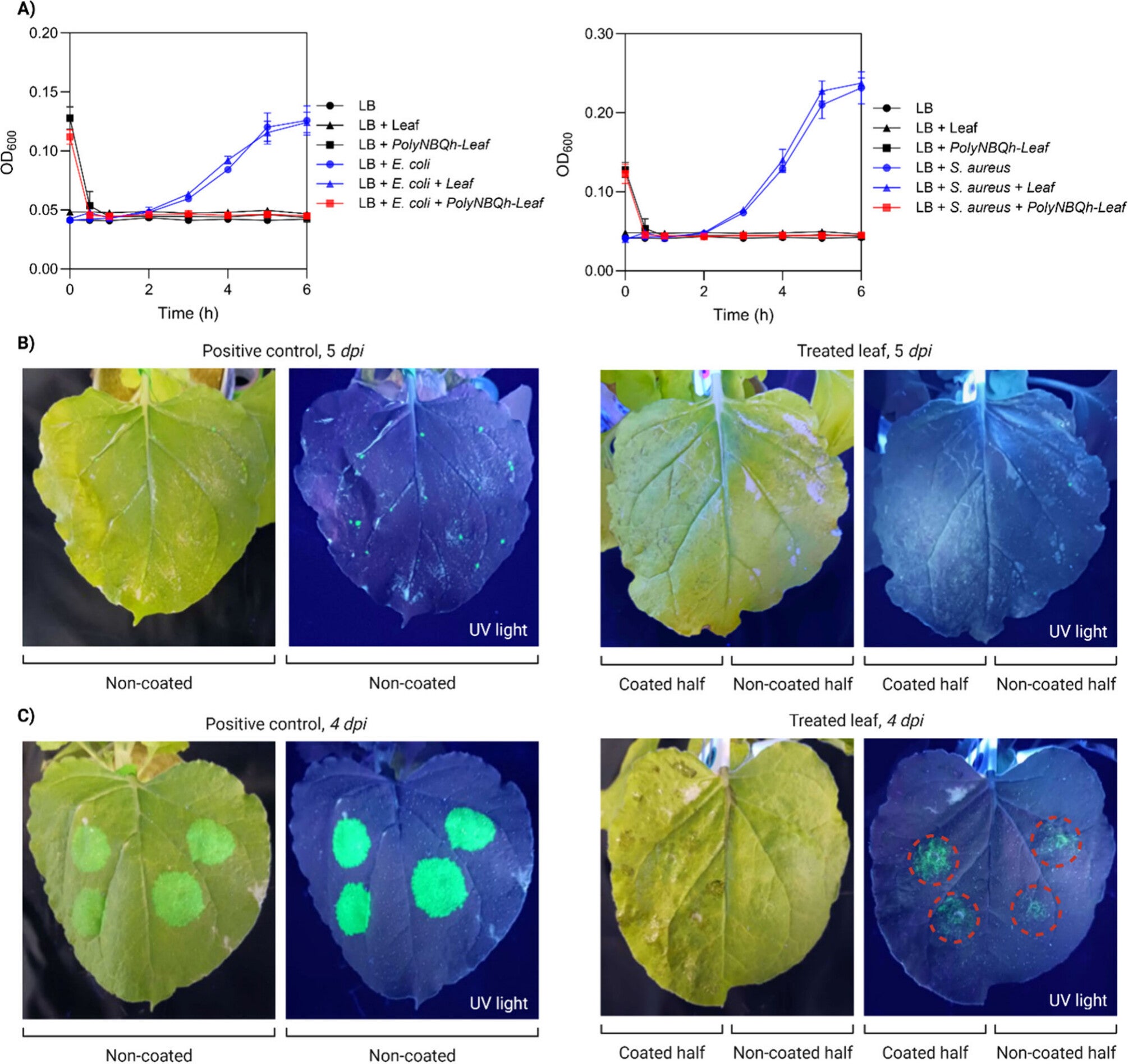 In vitro antibacterial activity of PolyNBQh-Leaf against E. coli and S. aureus, showing complete growth inhibition. (B) Protection against bacterial infection at 5 days postinfection (dpi) following mechanical abrasion (carborundum-assisted rubbing), with full protection in polymer-coated regions and reduced infection in uncoated areas. (C) Protection at 4 dpi following syringe infiltration, showing significantly lower infection levels in both coated and uncoated regions of polyNBQh-treated leaves compared to controls.