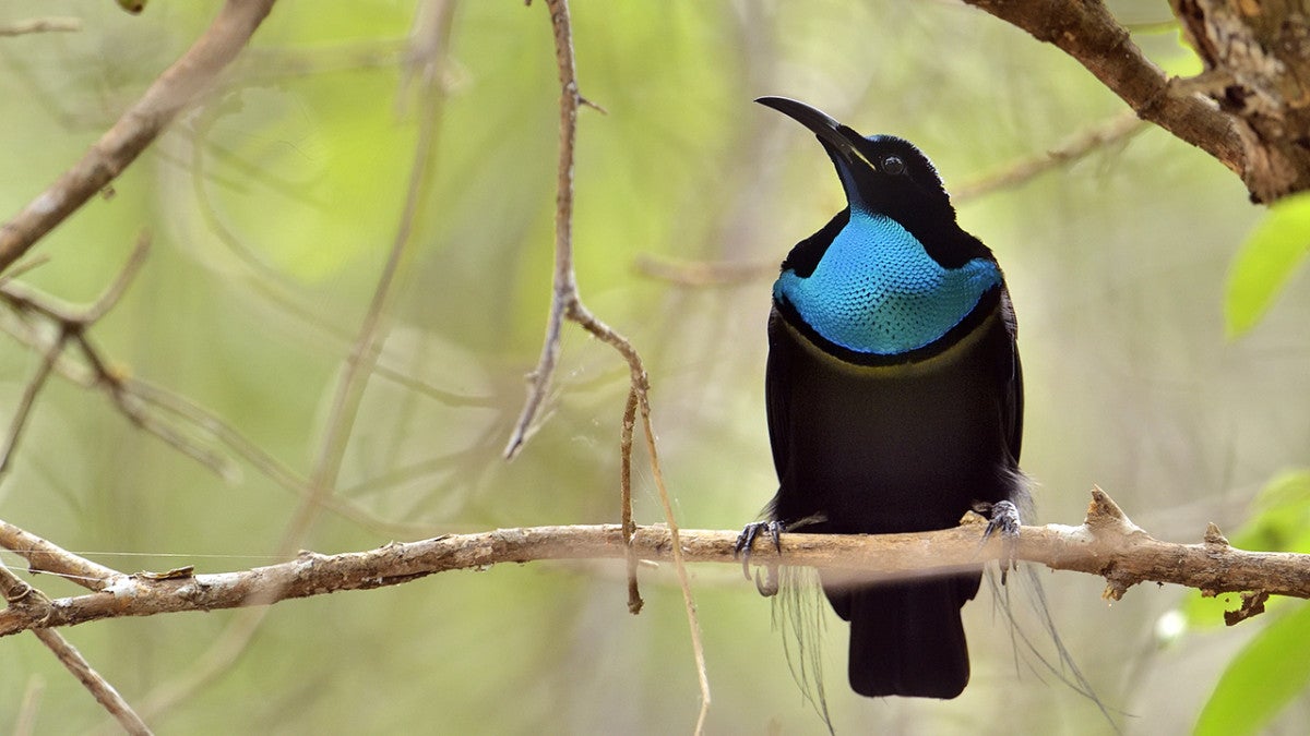 Male riflebird.