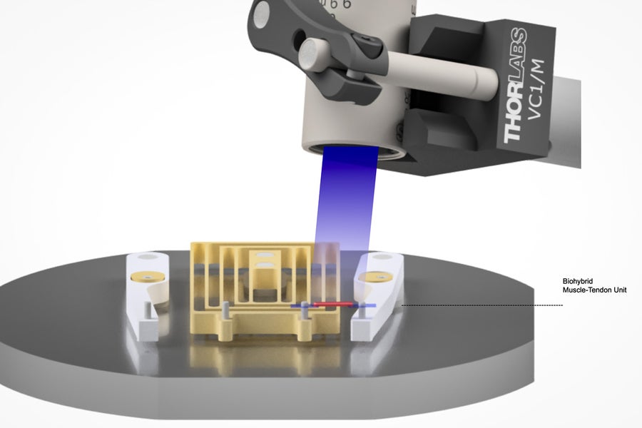 Researchers use an optical stimulation apparatus to move the muscle-tendon unit. The rubber band-like tendons can pull when they are stimulated.