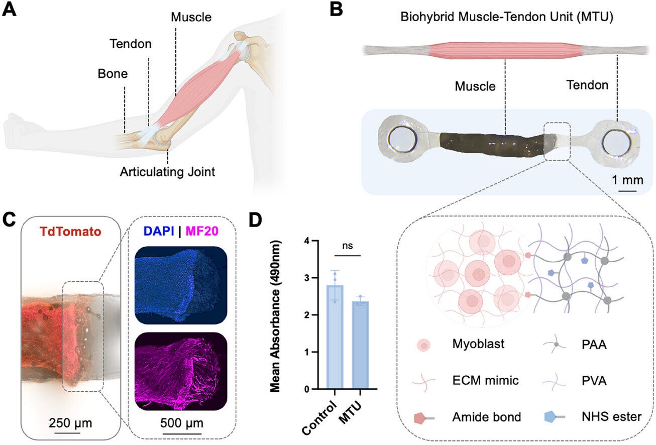 Schematic of native muscle—tendon–bone architecture. Muscle contraction generates movement across an articulating joint.