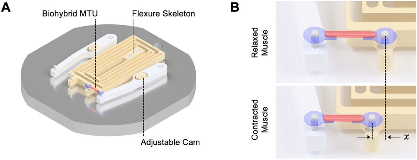 Characterization and mathematical modeling of biohybrid MTU. Schematic of flexure skeleton (yellow) mounted on a rigid base (gray). Biohybrid MTUs composed of a muscle strip (pink) bound to a tendon hydrogel (blue) at each end are mounted onto the pins of the flexure skeleton.