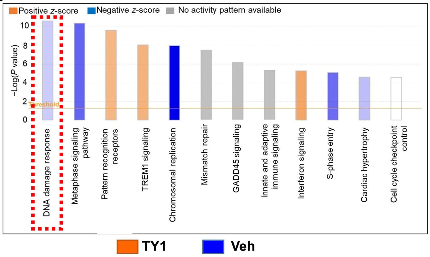 Ingenuity pathway analysis of the transcriptome of TY1-exposed rat BMDMs compared with vehicle (x-axis titles abbreviated for conciseness).