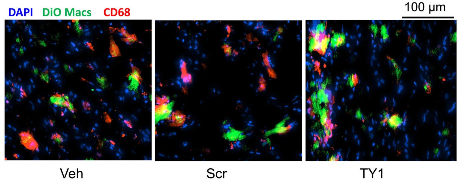 Representative images for the abundance of endogenous macrophages as assessed by CD68 staining (n = 3 animals per group).