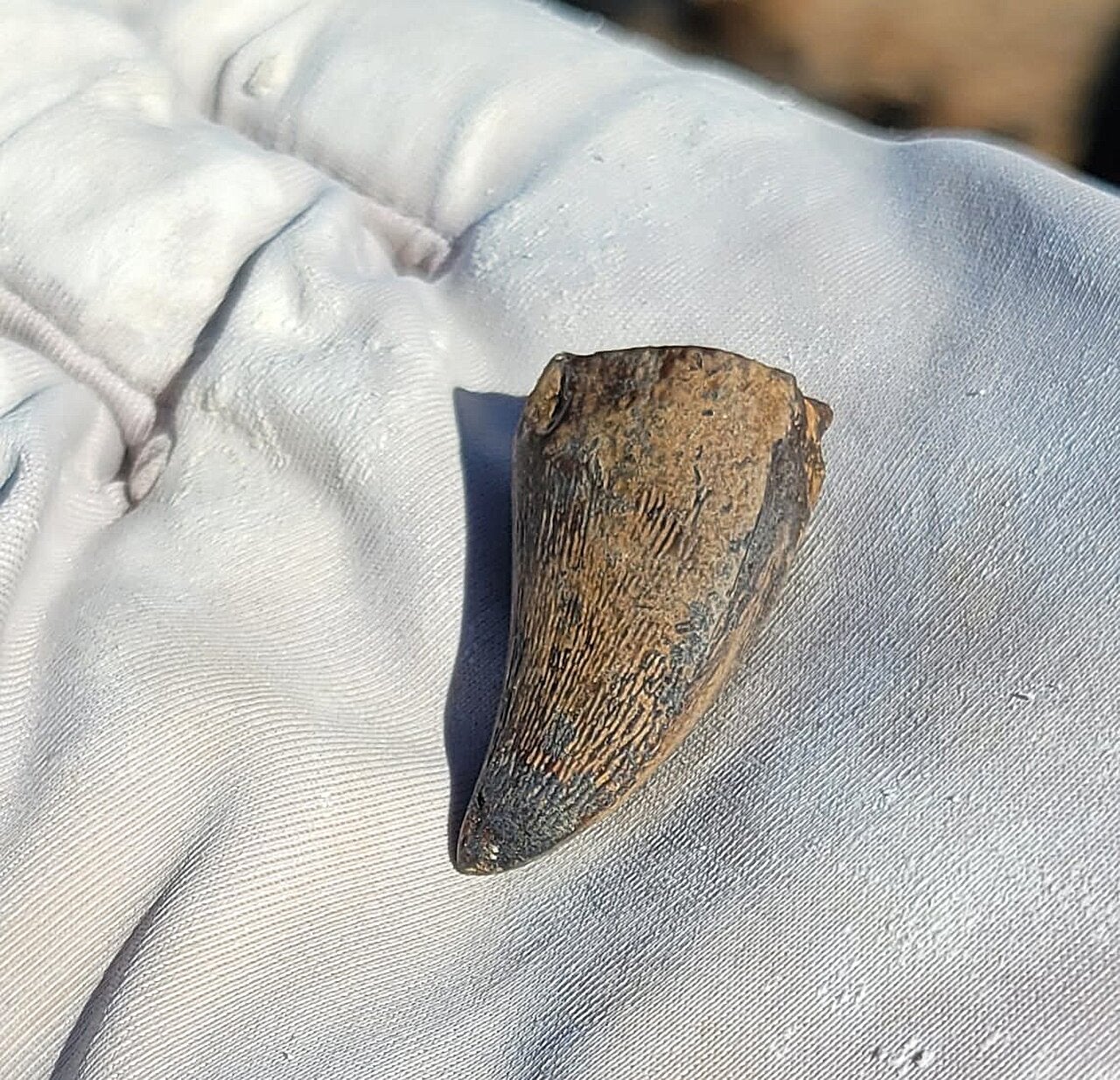 The mosasaur tooth that was found in 2022 in the Bismarck Area, North Dakota.