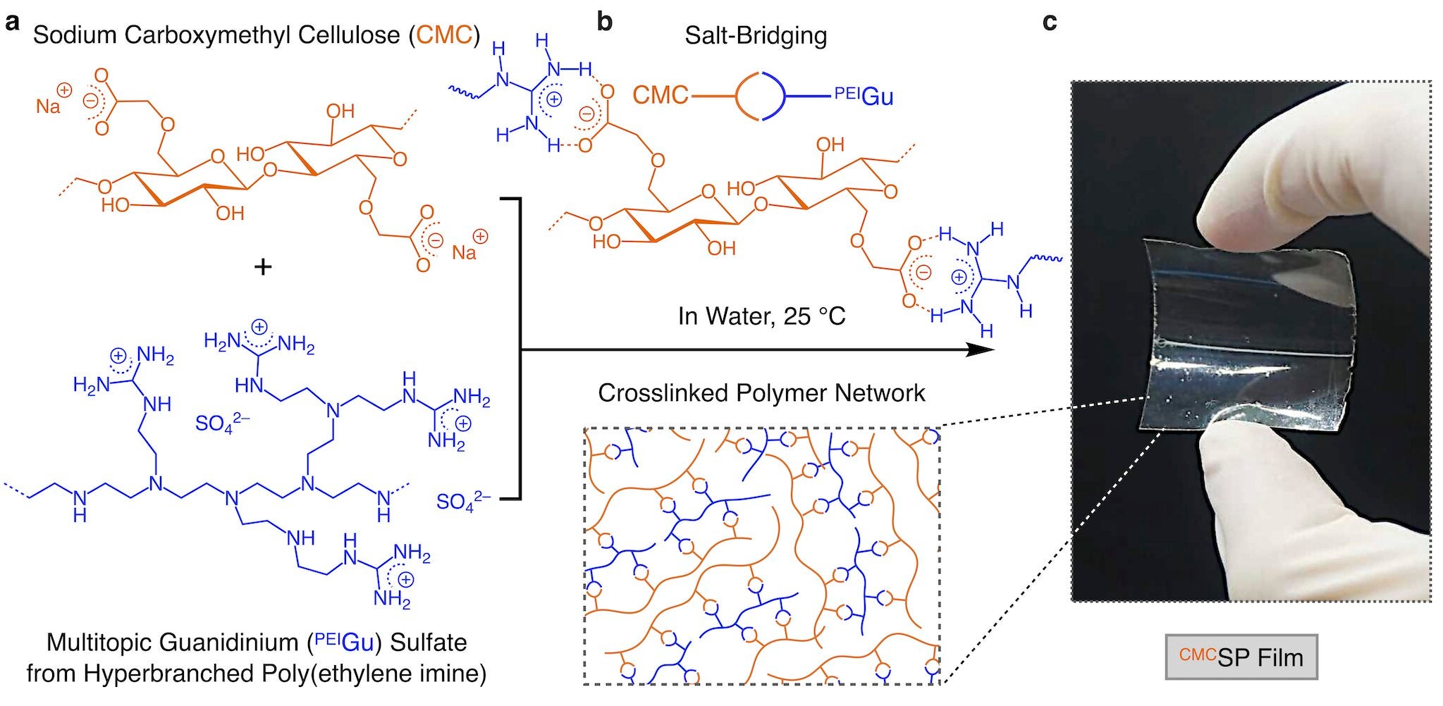 Molecular structures of sodium carboxymethyl cellulose (CMC, orange-colored) and multitopic guanidinium (PEIGu, blue-colored) sulfate derived from hyperbranched poly(ethylene imine) (PEI).