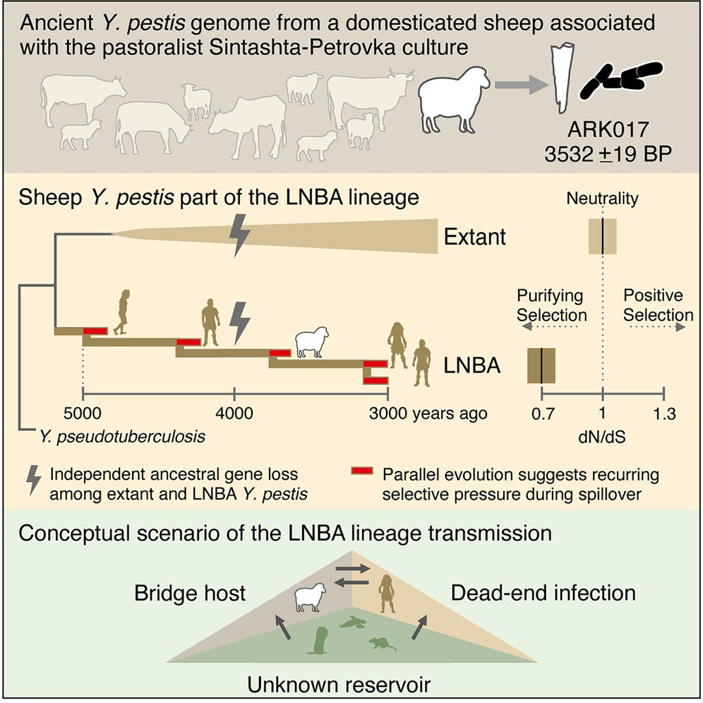 Graphical abstract. Most human pathogens are of zoonotic origin. Many emerged during prehistory, coinciding with domestication providing more opportunities for spillover into human populations.