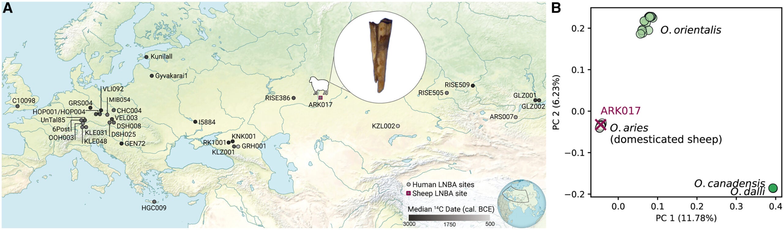 LNBA lineage Y. pestis identified among ancient domesticated sheep and humans