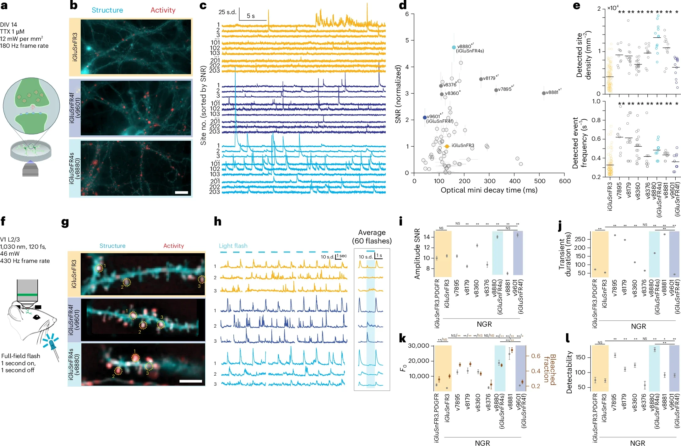Synapse-resolved screening in cultured neurons and the visual cortex in vivo.