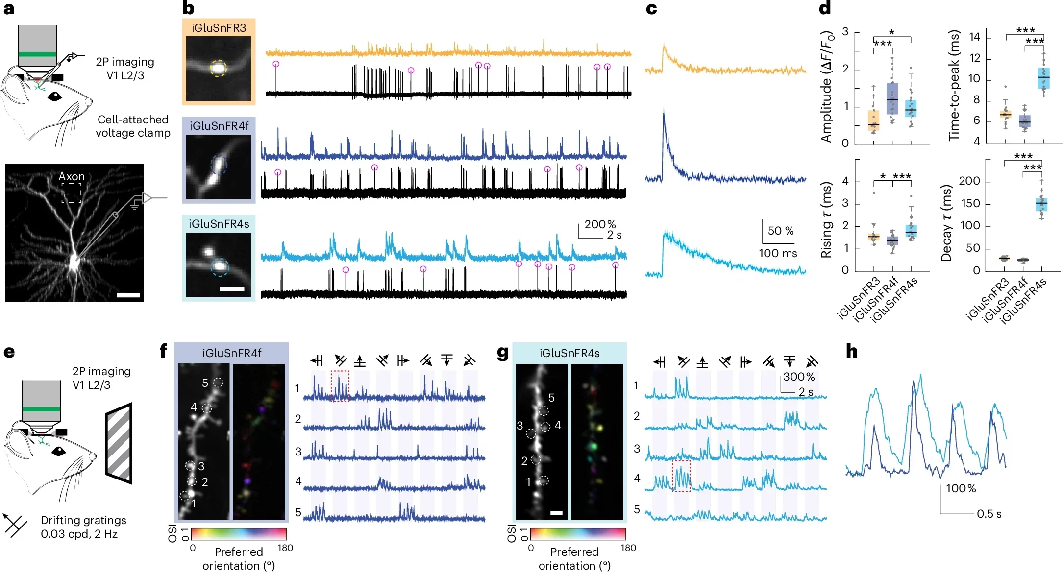 Characterization of iGluSnFR4 in the mouse visual cortex.
