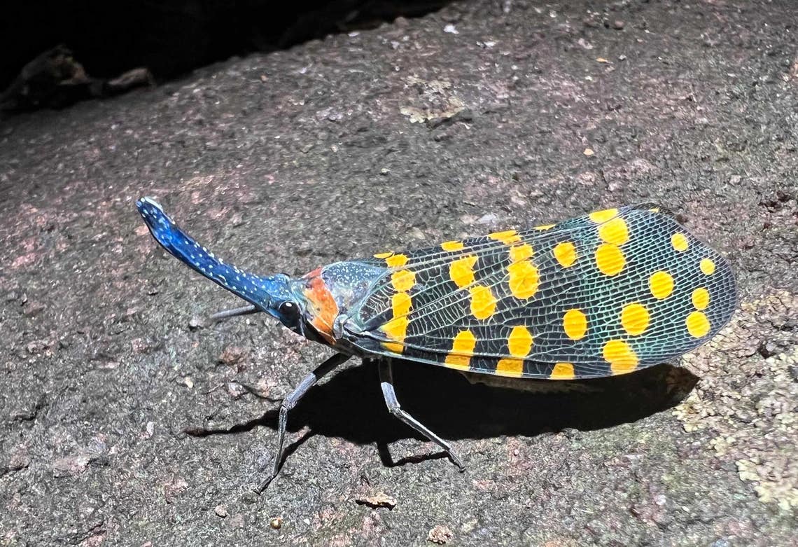 Among the approximately 16,000 new species described every year, roughly 6,000 are insects. Pictured here is a lanternfly from India.
