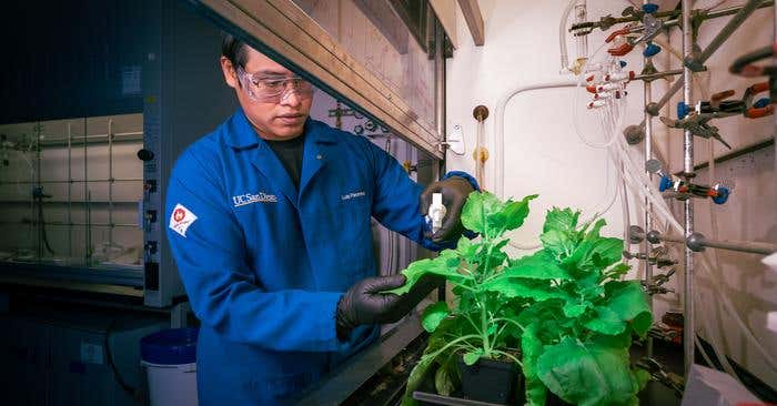 Engineers at UC San Diego have created a water based, spray on polymer that coats plant leaves, kills harmful bacteria and even helps plants withstand short droughts. By triggering whole plant defenses from a small treated area, the gas permeable polynorbornene coating could become a powerful, plant friendly tool to protect crops in a warming, more disease prone world.