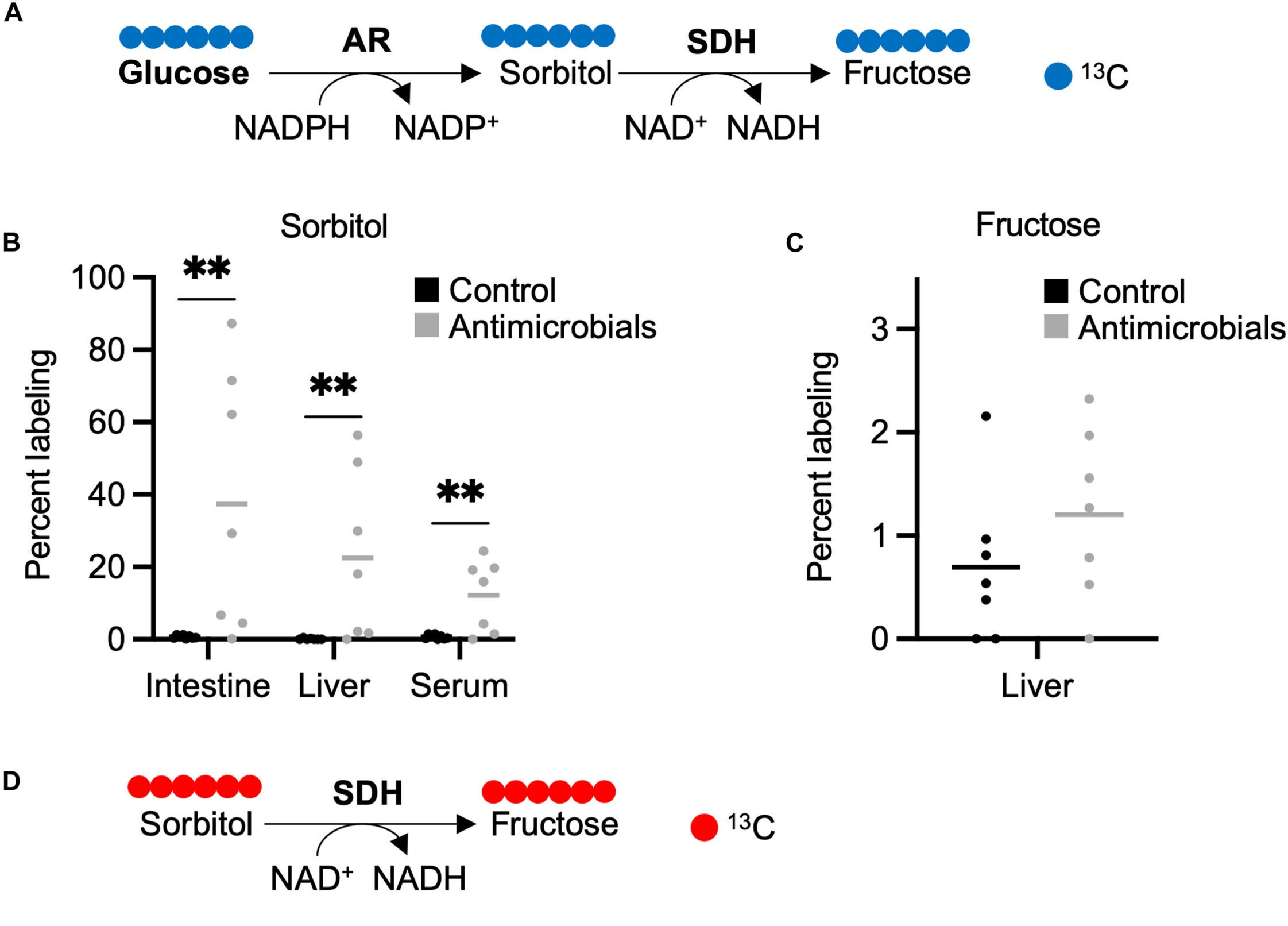 Intestinal sorbitol is derived from glucose and transported to the liver.