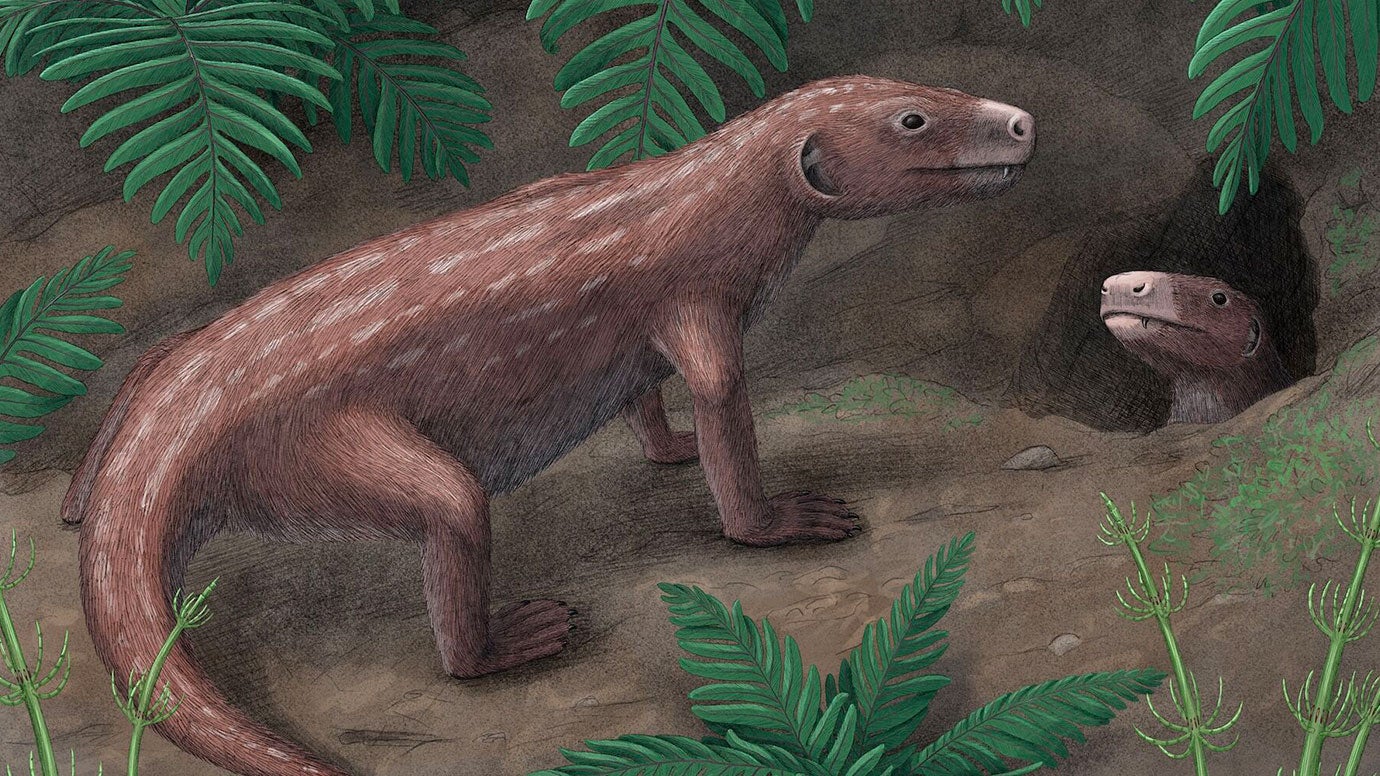 thrinaxodon.jpg?auto=webp