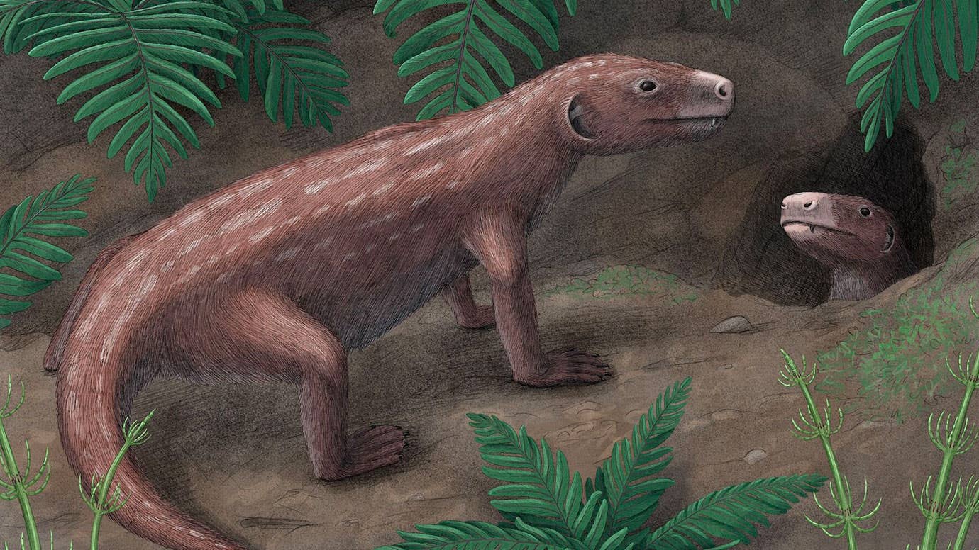 3D models of the jaw and associated middle ear bones of the Triassic mammal ancestor "Thrinaxodon" show that the switch to mammal-like hearing with an eardrum evolved much earlier than previously thought.