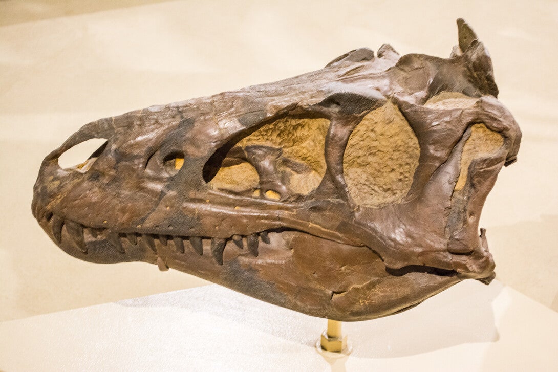 A cast of a Nanotyrannus skull was on exhibit at the Cleveland Museum of Natural History in Cleveland, Ohio. The fossil skull is the holotype for Nanotyrannus lancensis.