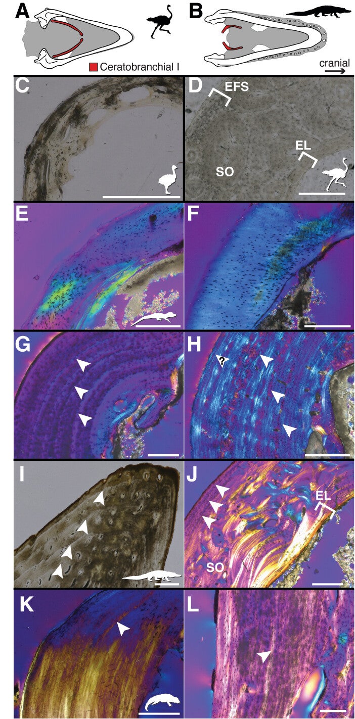 Ceratobranchial osteohistology in extant archosaurs.