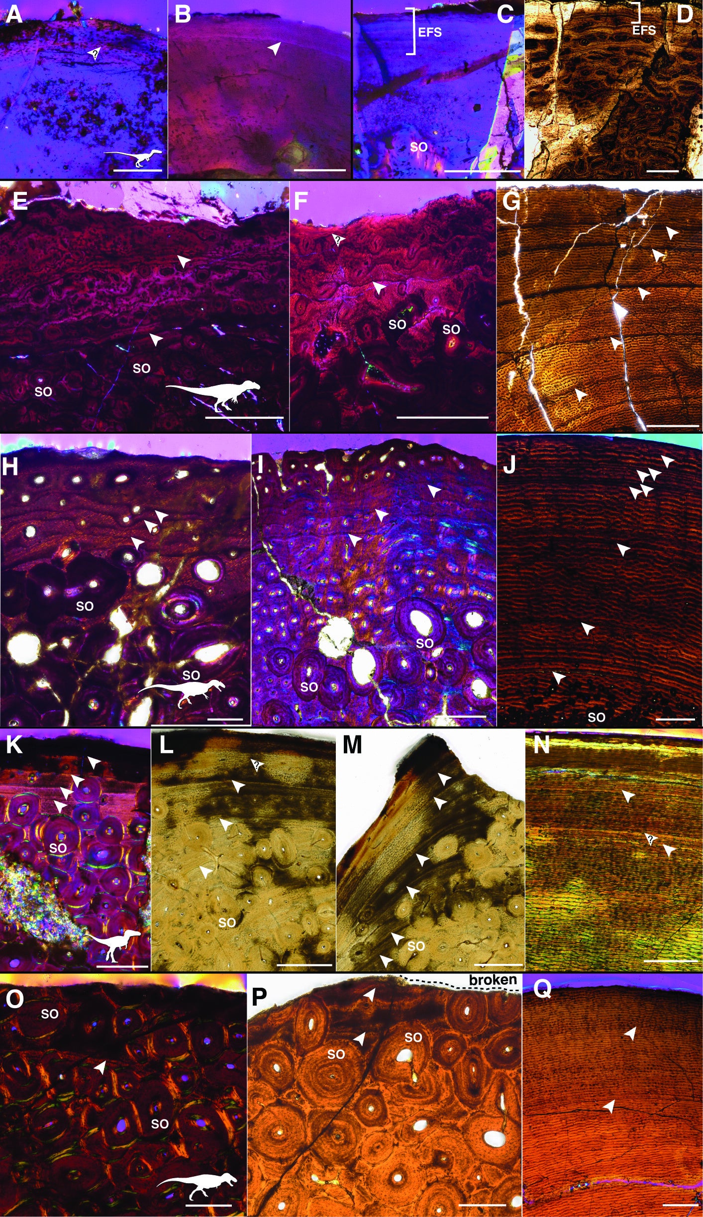 Ceratobranchial osteohistology in extinct dinosaurs.