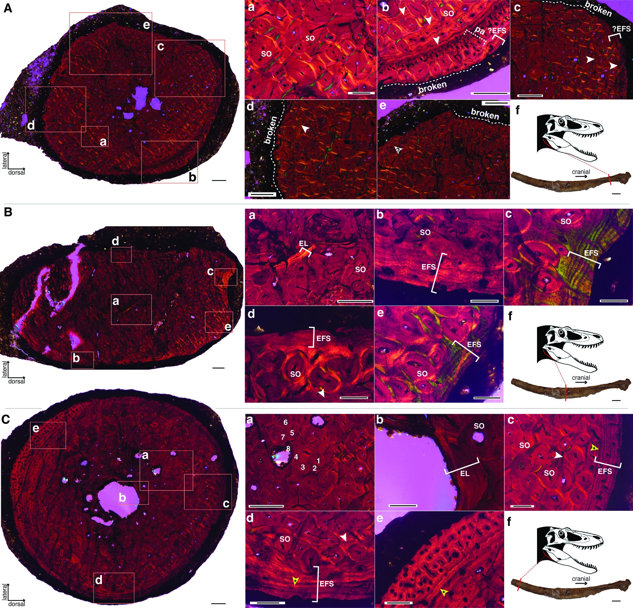 The Nanotyrannus lancensis holotype is skeletally mature.