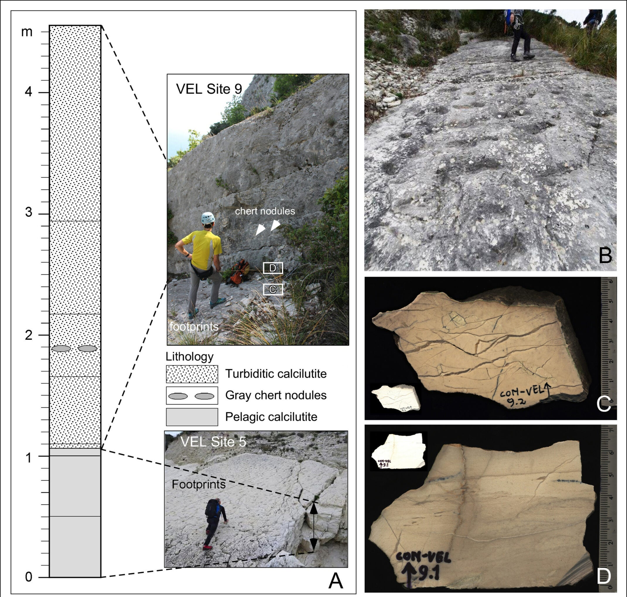 Composite lithostratigraphy of the section exposed on Site 5 and Site 9; B) Panoramic photograph of the footprints slab exposed on Site 9; C) Polished slab of the footprint layer from meter level 1.05 in the section at Site 9. D) Image of a polished slab of the limestone sample CON-VEL 9.1, collected from meter level 1.10 in the section at Site 9.