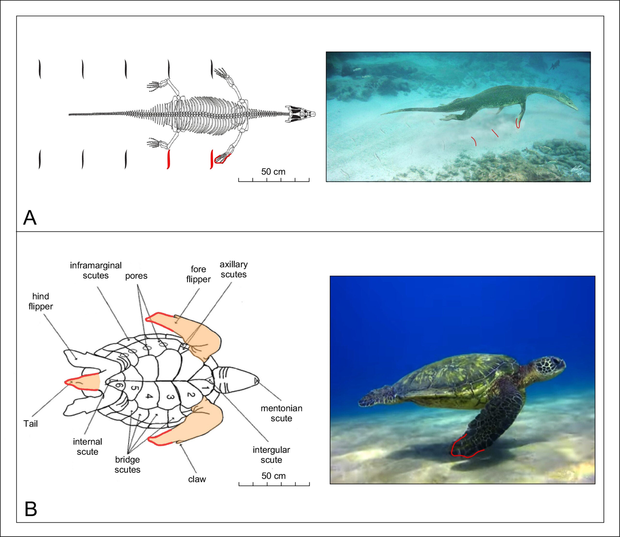 A) Skeletal model of Triassic nothosaur Lariosaurus, viewed from above, paddling along and producing the tracks with its front paddles. B) Anatomic ventral view of a generic sea turtle with highlighted in color the body parts (i.e., the fore flippers and the tail) that would leave track marks on soft sediment while swimming or grazing underwater close to the seafloor.