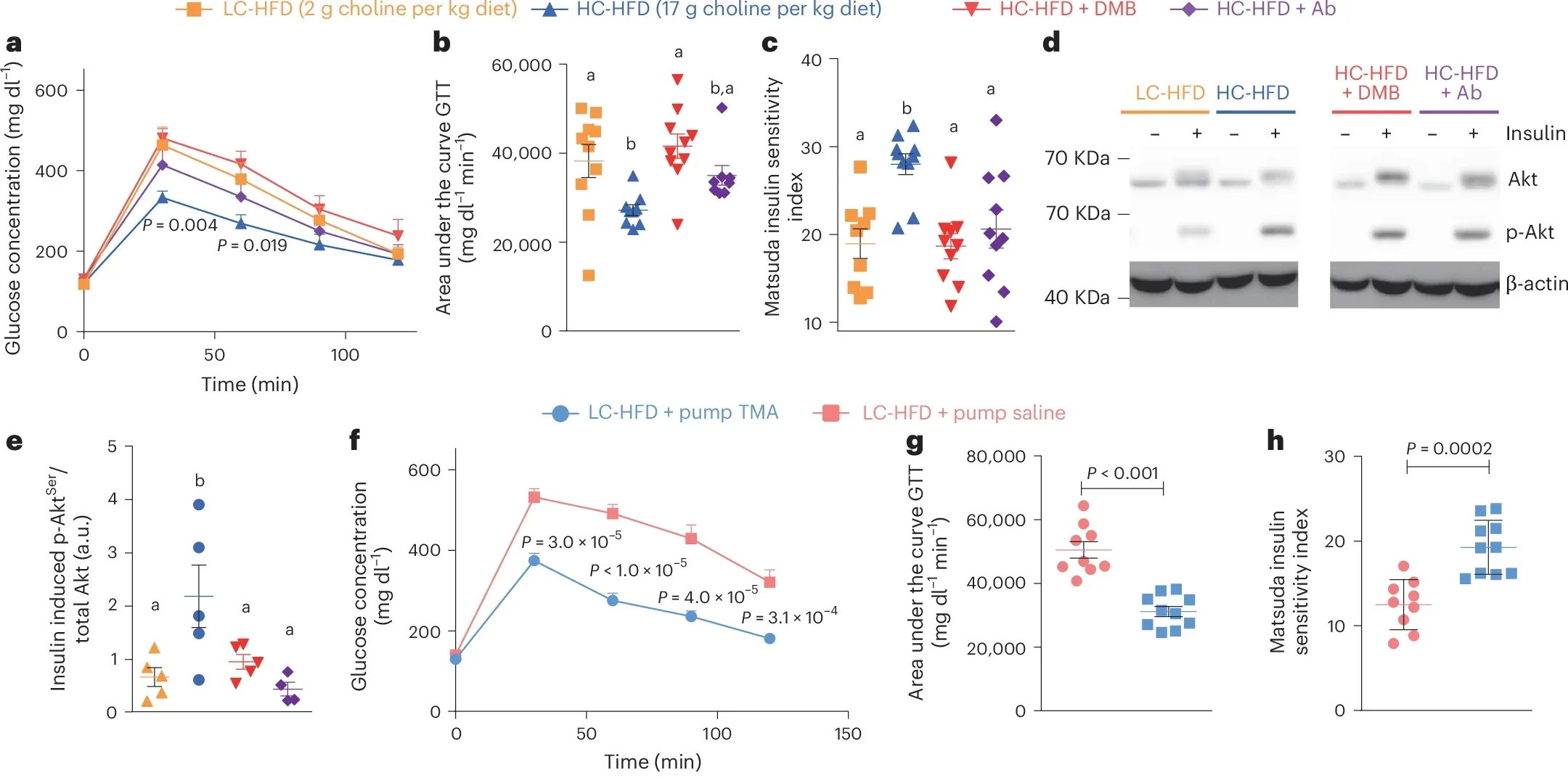 Blocking TMA production from choline cancels metabolic benefits from choline supplementation, and chronic TMA treatment mimics it.