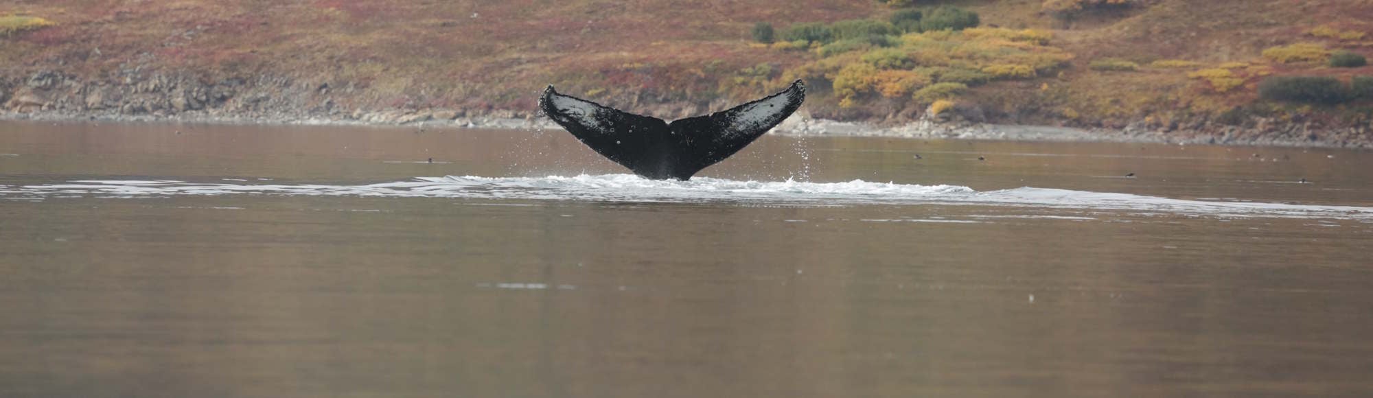Between 2017 and 2021, Filatova and her team tracked humpbacks during summers and falls in Senyavin Strait, off Russia’s eastern Chukotka Peninsula.