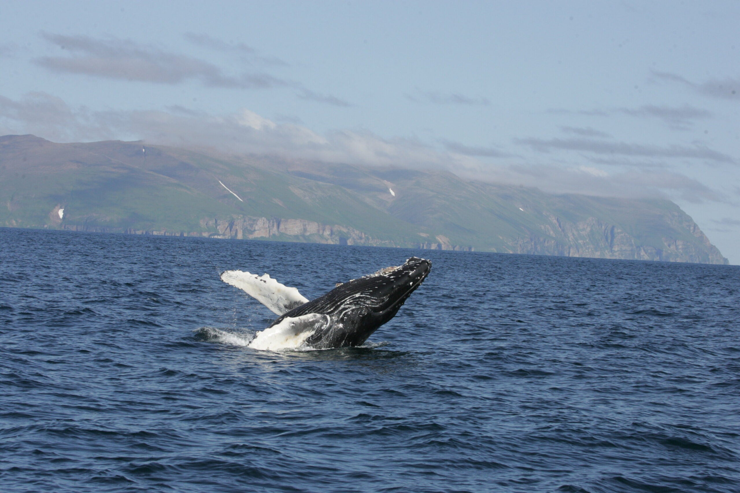 Humpback in the Senyavin Strait in far eastern Russia. 