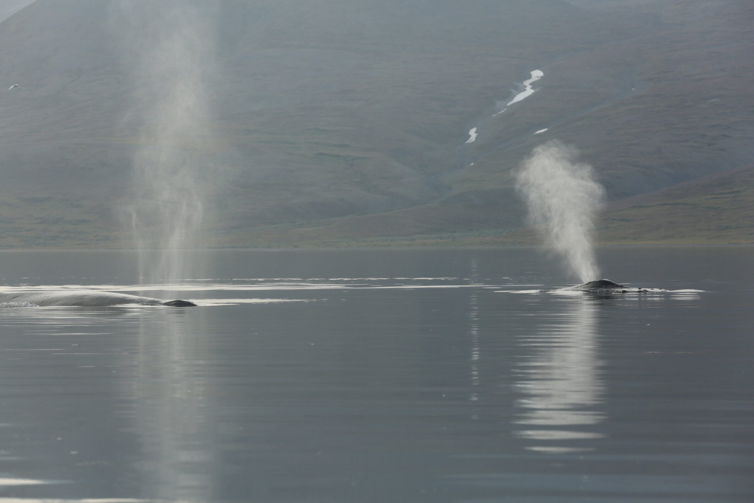 Humpback whales are 11–19 meters long (females are the largest), weigh up to 35 tons, and can live 50–60 years. 