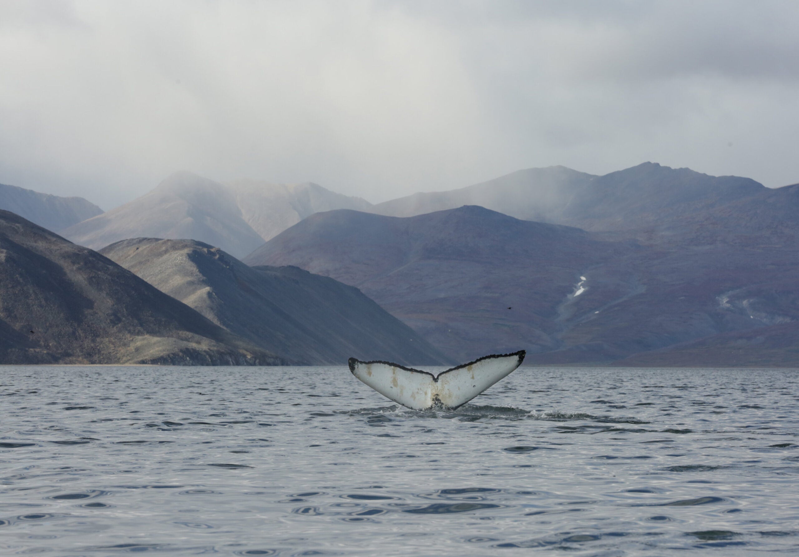 Humpback in the Senyavin Strait in far eastern Russia.