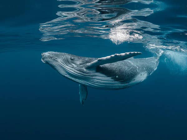 Humpbacks once hovered near extinction. A new Arctic study reveals how switching food sources helped them rebound and thrive.