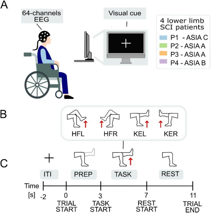 Experimental design. (a) Experimental setup: subjects were seated in their wheelchair facing a laptop screen, which displayed visual cues throughout the experiment. (b) Targeted lower-limb movements: left hip flexion (HFL), right hip flexion (HFR), left knee extension (KEL), and right knee extension (KER). (c) Trial structure: each trial included a preparation phase (PREP—motor preparation), an execution phase (TASK—attempted movement), and a rest phase (REST), with trials separated by a 2-s intertrial interval (ITI).