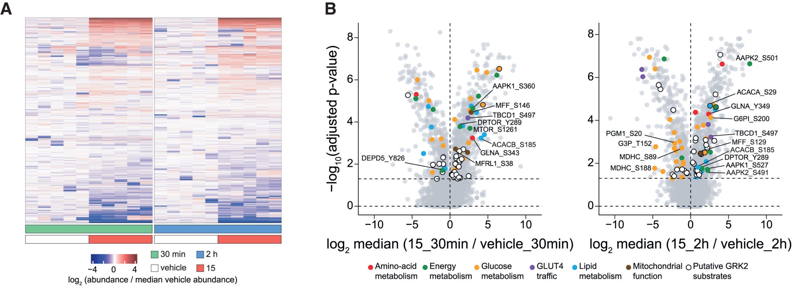 mTORC2 links GRK2-biased β2AR agonism to glycemic control.