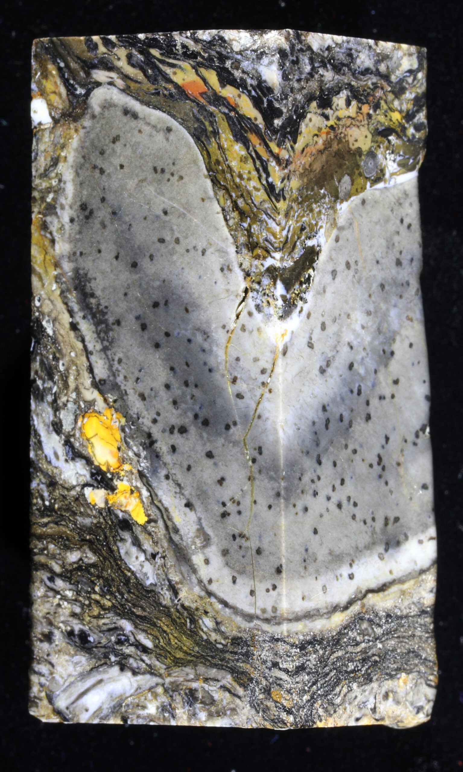 Fossil specimen of Prototaxites taiti showing the spotty internal structure.