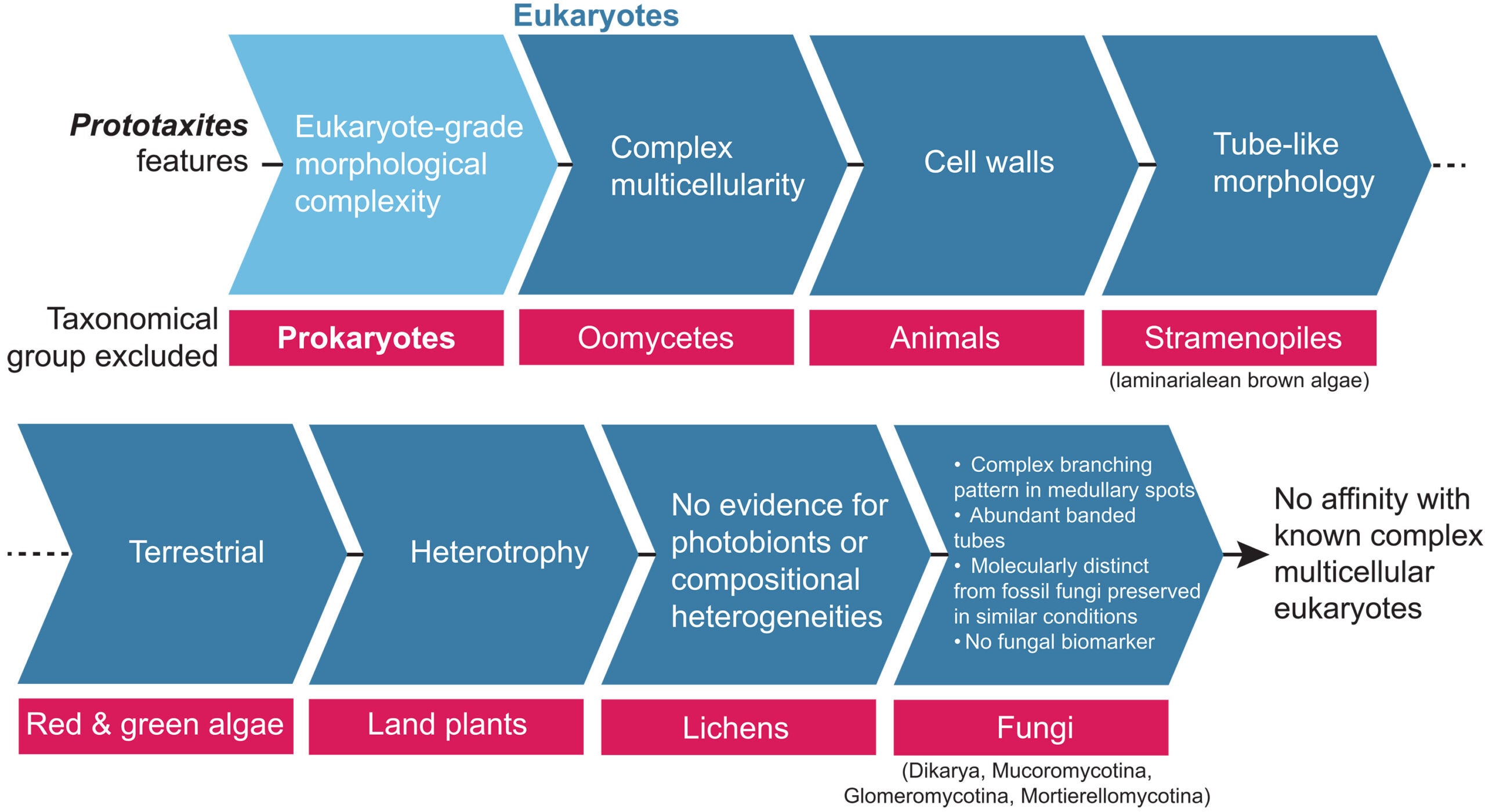 The morphology, metabolism, ecology, and chemistry of Prototaxites preclude its placement in known crown lineages of multicellular eukaryotes.