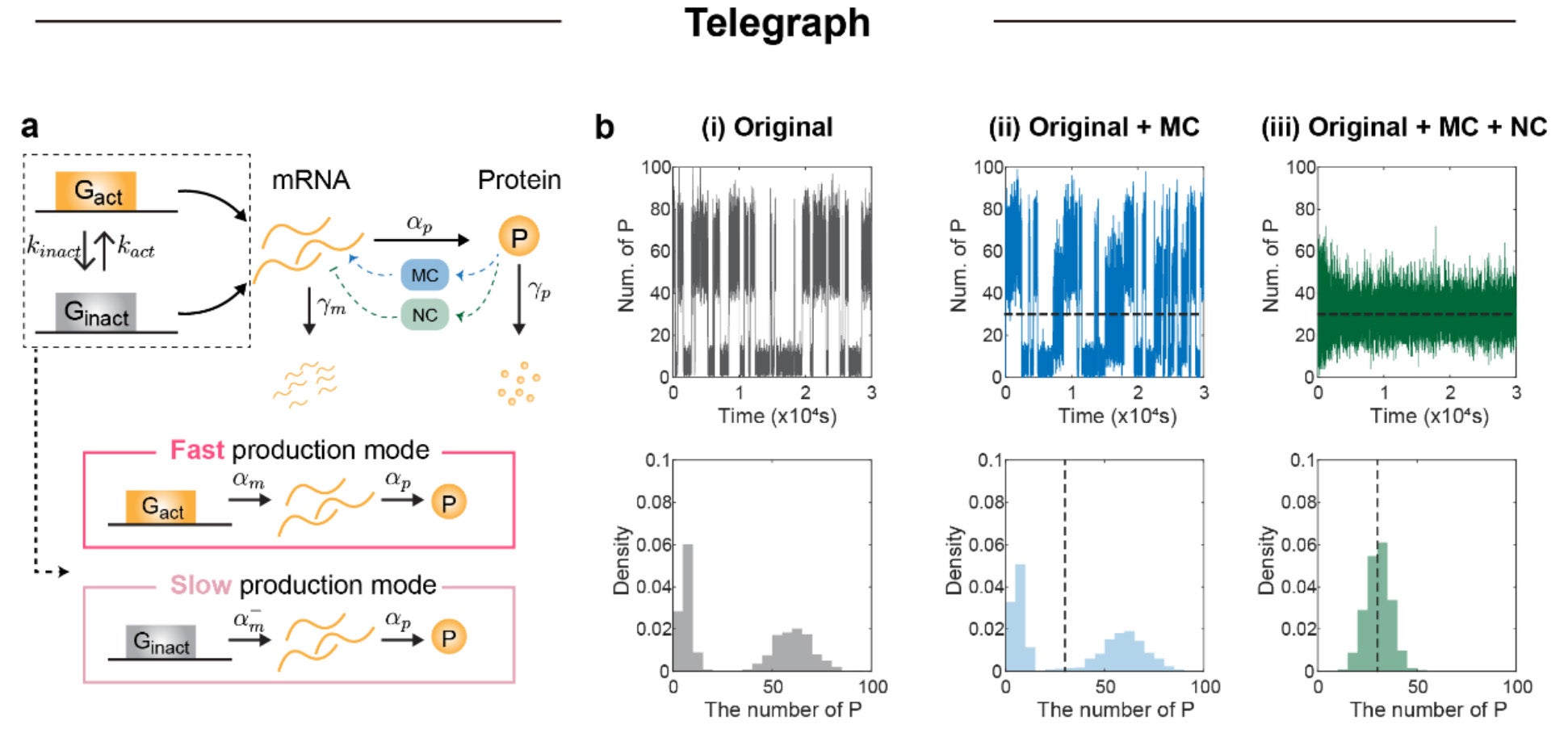 NC prevents bimodality in the output stationary distribution. Schematic of the telegraph model with MC (blue) and NC (green). 