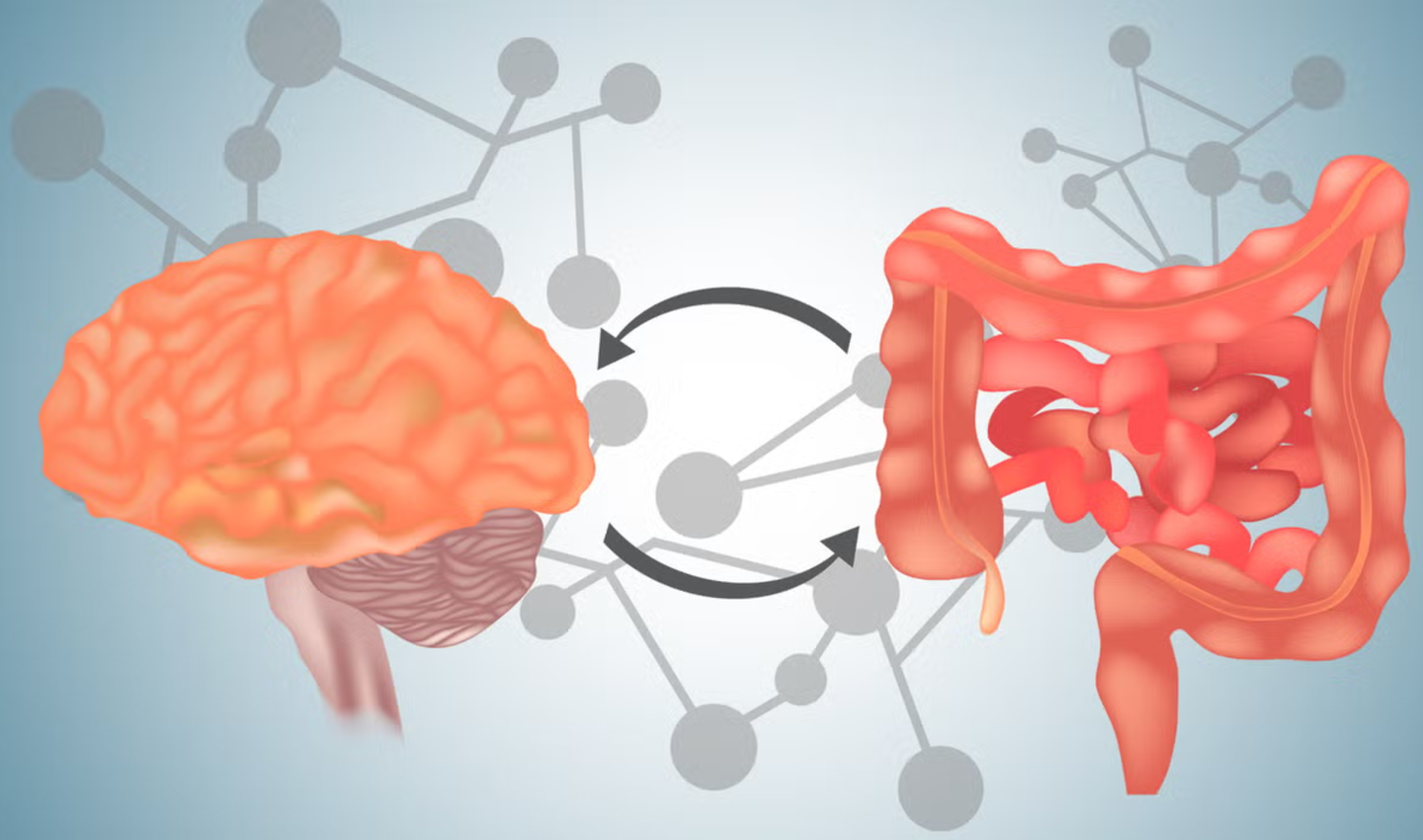 A new study suggests the gut microbiome can reshape brain function and energy use, offering new insight into human brain evolution and development.