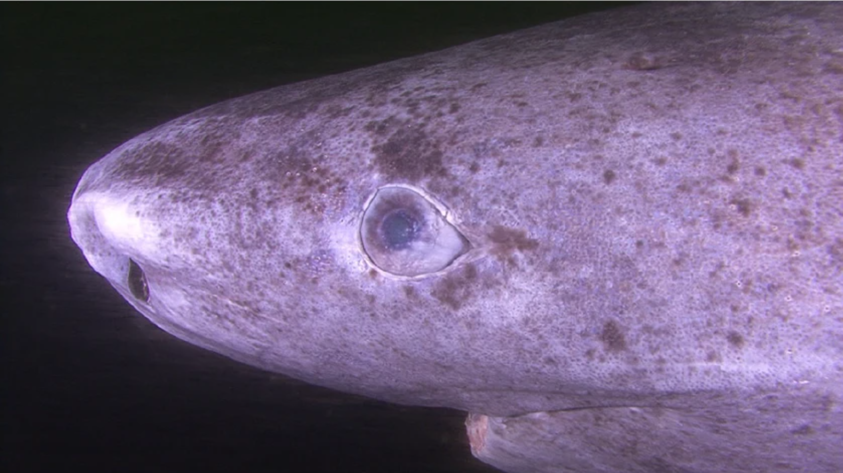 Representative photograph of the head and eye of a Greenland shark, Somniosus microcephalus.