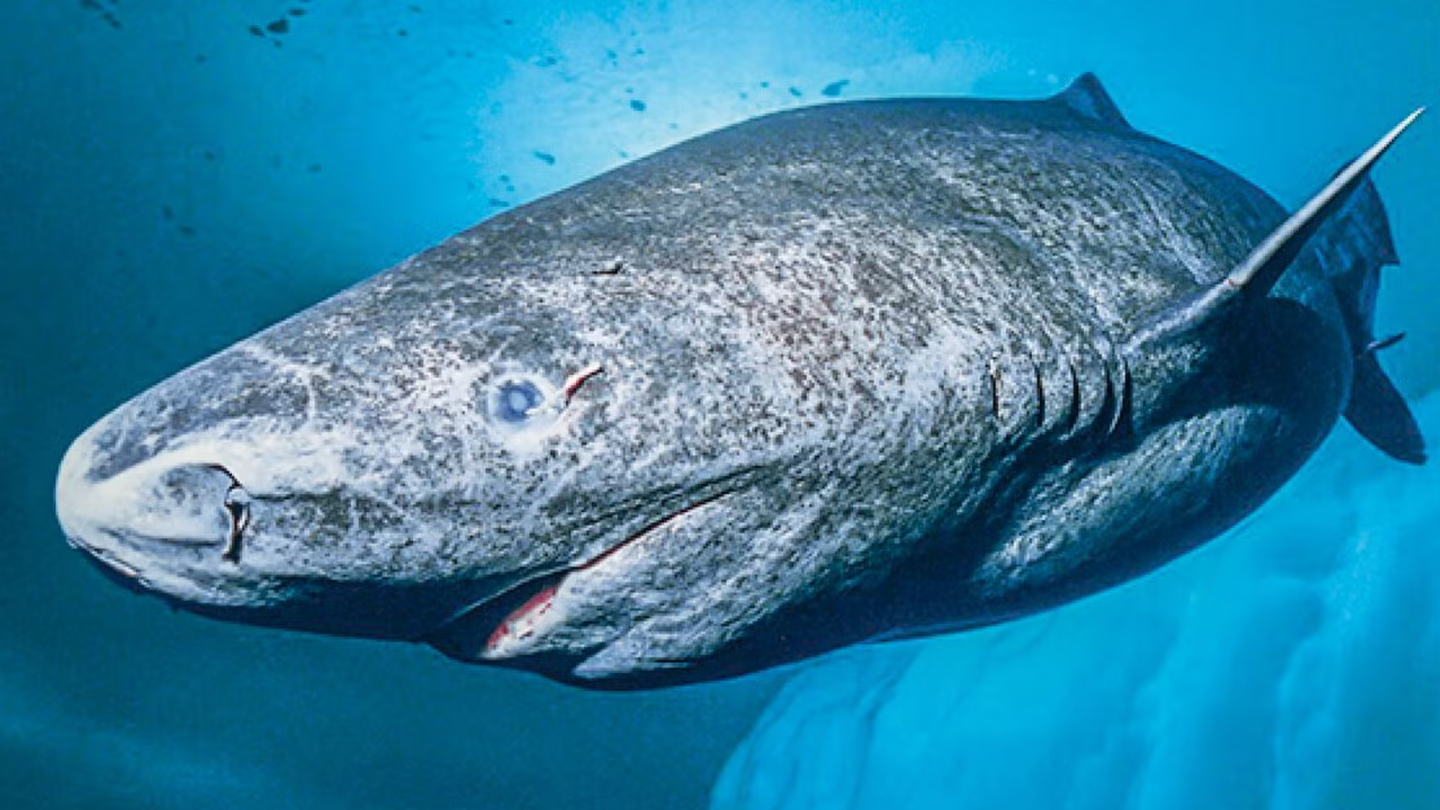 New research suggests Greenland sharks keep low-light vision for centuries, hinting at DNA repair clues for eye health.