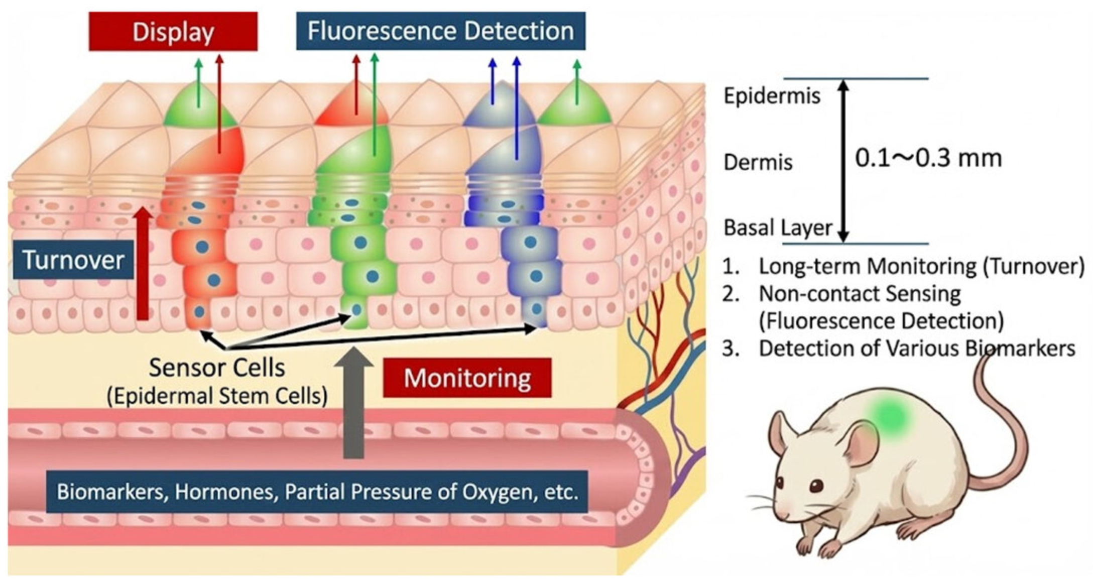 Japanese researchers have developed a living sensor display that turns engineered skin into a biological monitor, visually indicating internal inflammation without requiring blood sampling.