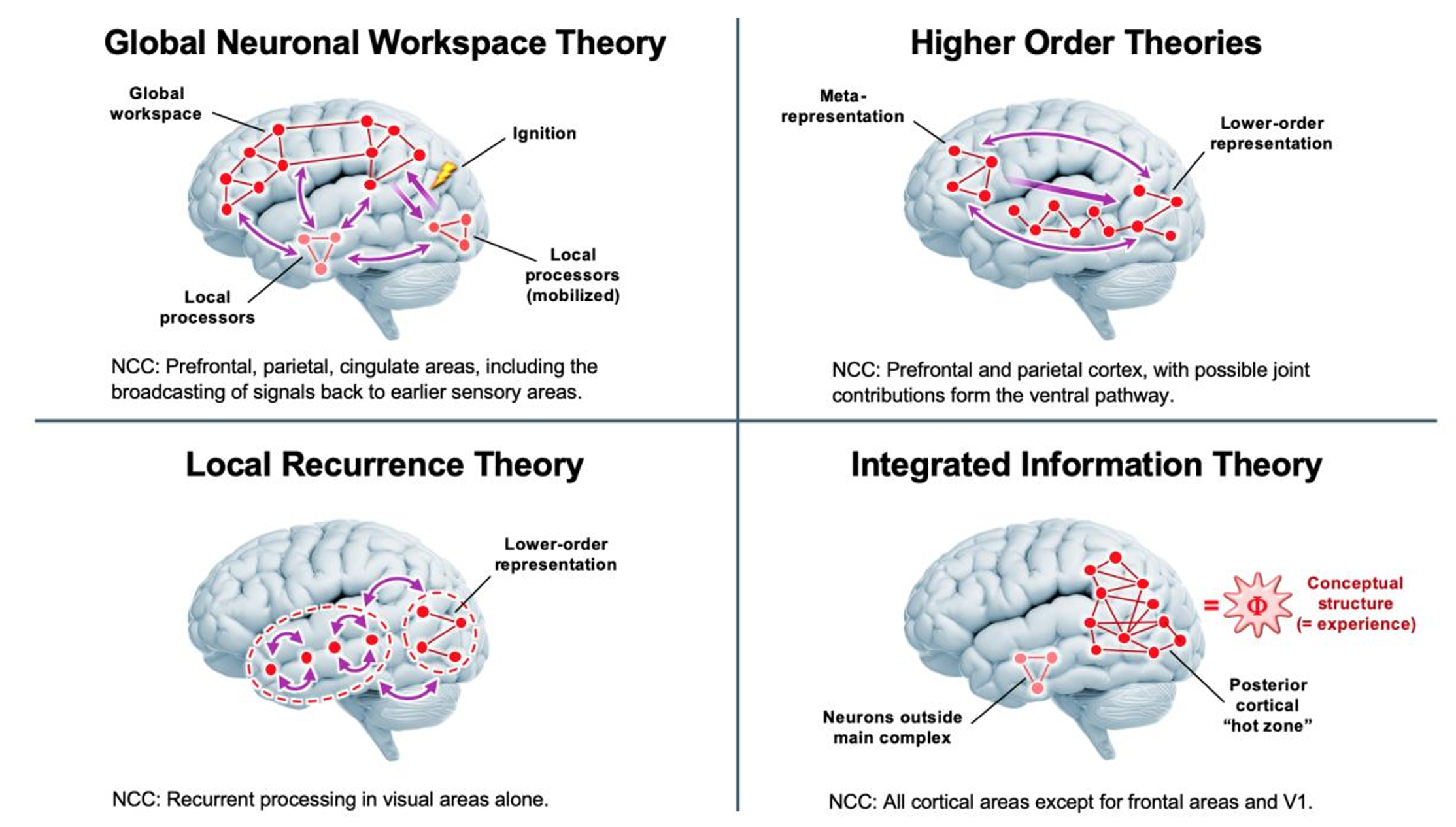 Neural substrates underlying conscious visual perception are illustrated for four major theories of consciousness. Each panel highlights specific brain regions implicated in the conscious processing of visual stimuli. NCC = Neural Correlates of Consciousness