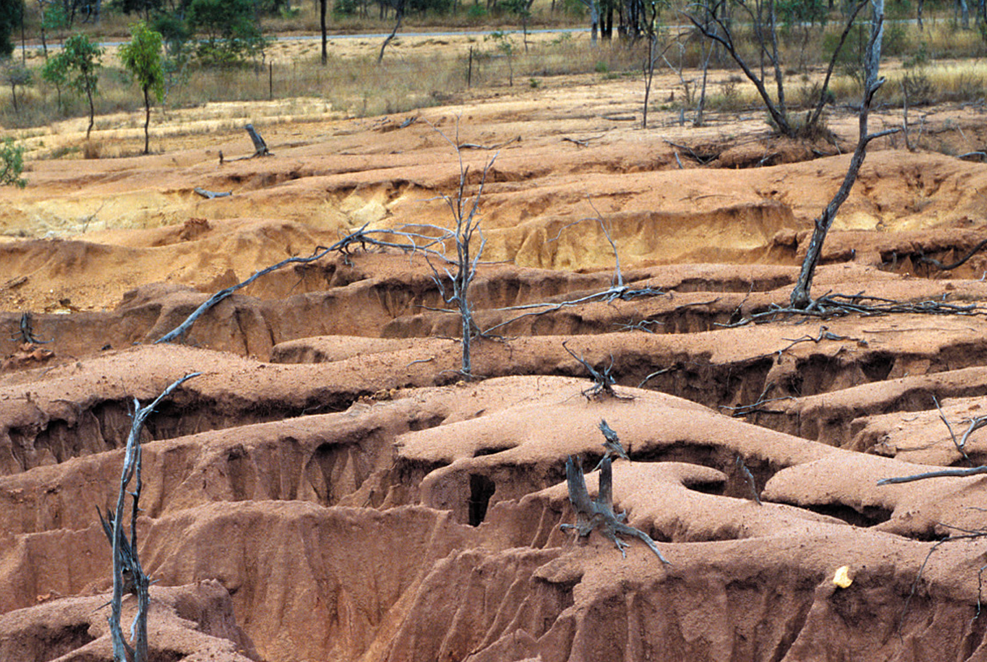 Environmental degradation due to dryland salinity, causing trees to die and inducing serious hillslope gully and sheet erosion at the base of a mesa landscape west of Charters Towers, Northern Queensland, Australia.