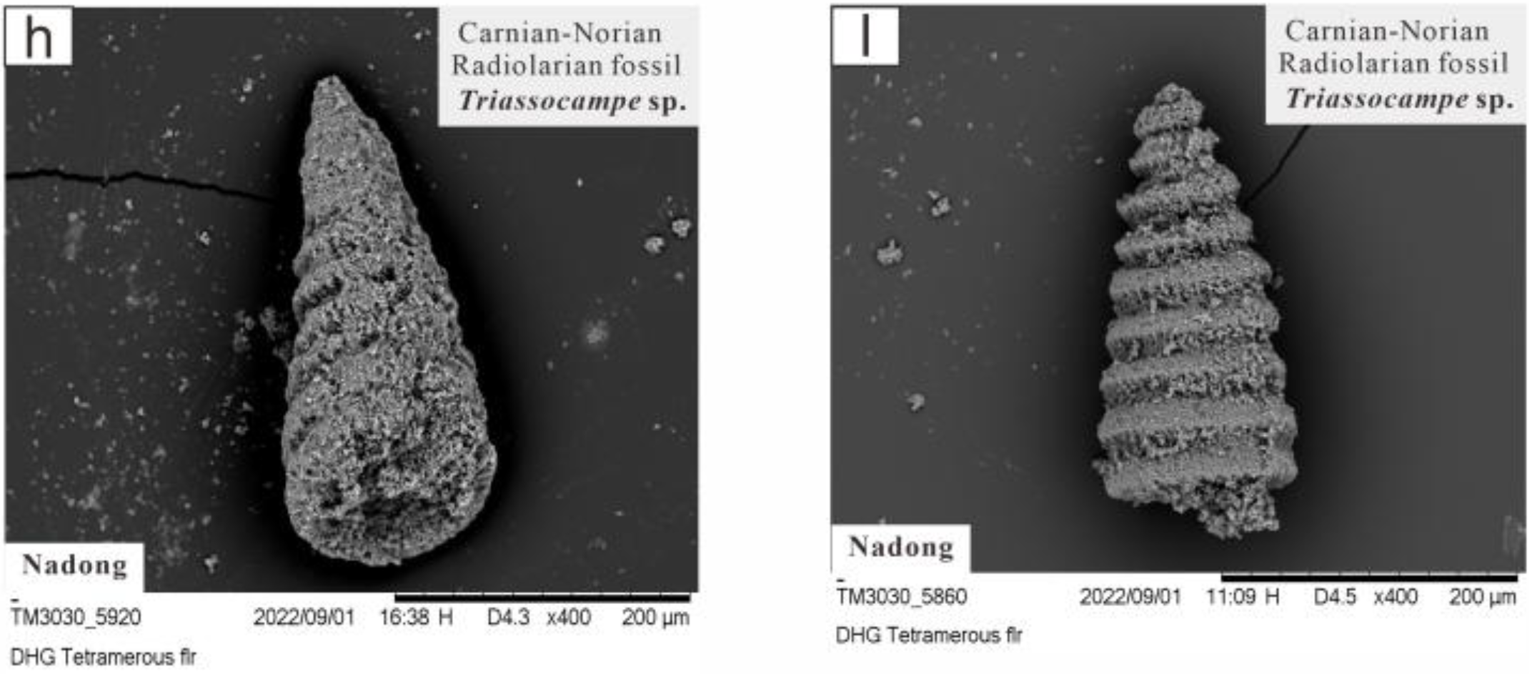 Radiolarian fossils in the Nadong chert2.2 Fossil.