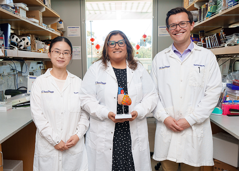 Co-first author Jing Zhang, PhD, corresponding author Farah Sheikh, PhD and co-first author Matthew Ellis. Not pictured: co-first author Fabian Zanella, PhD.