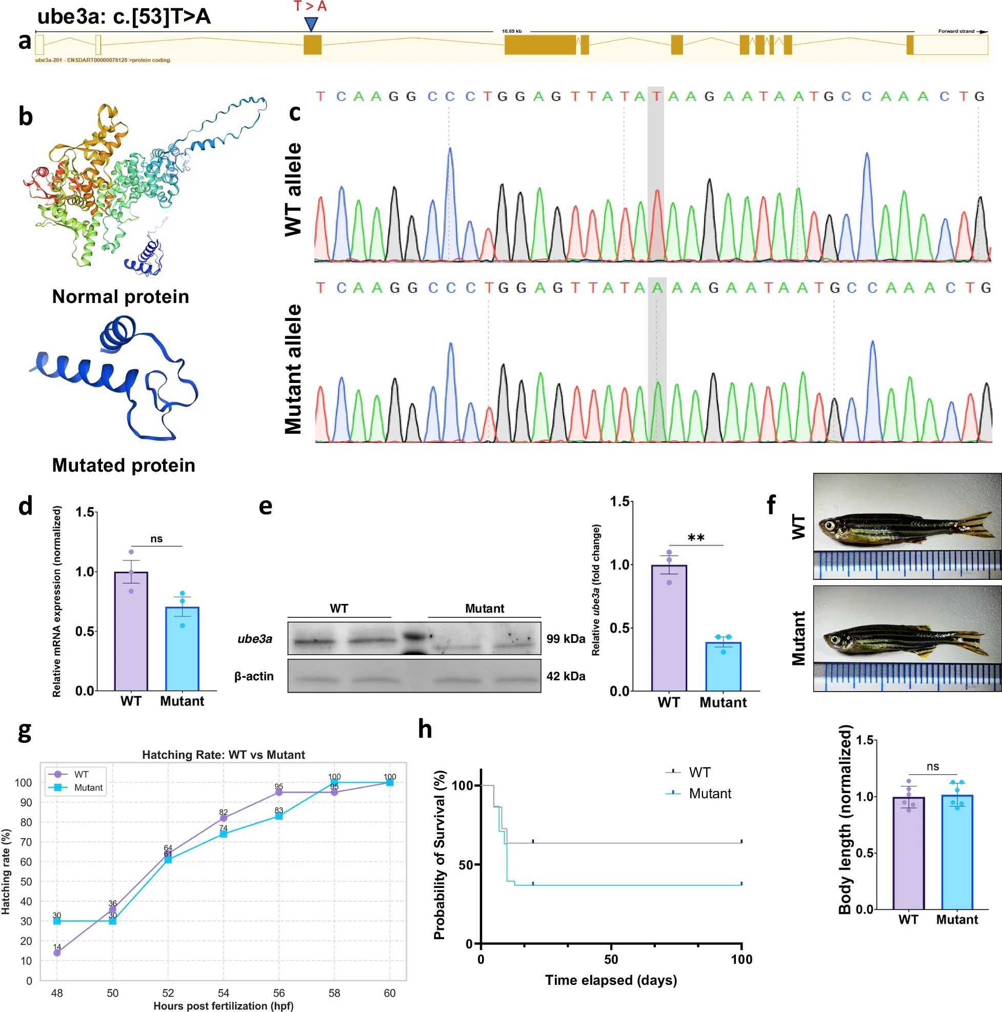 Characterization of the ube3a mutant line.