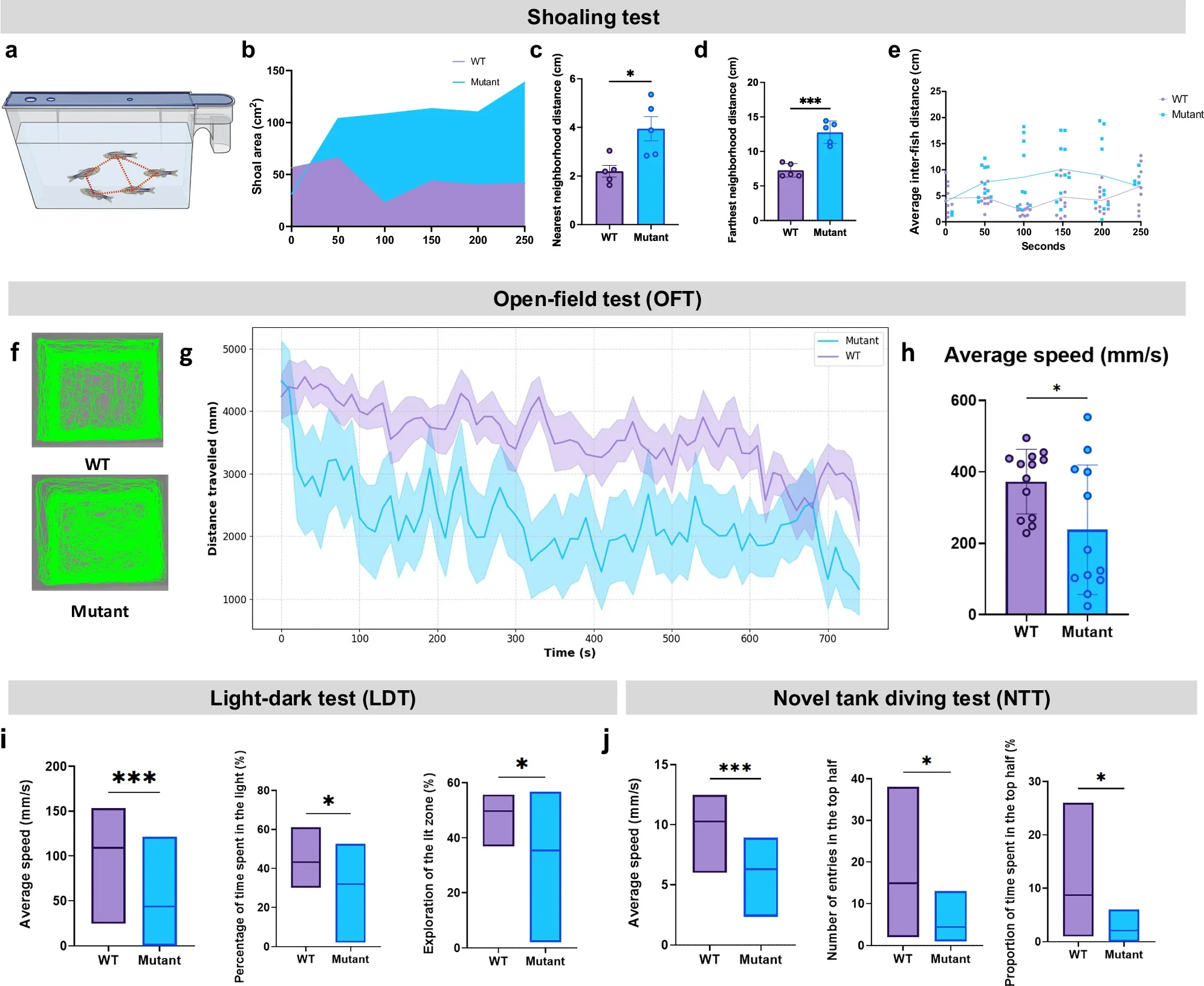 Ube3a mutants exhibit larger shoals and anxiety-like behaviours.