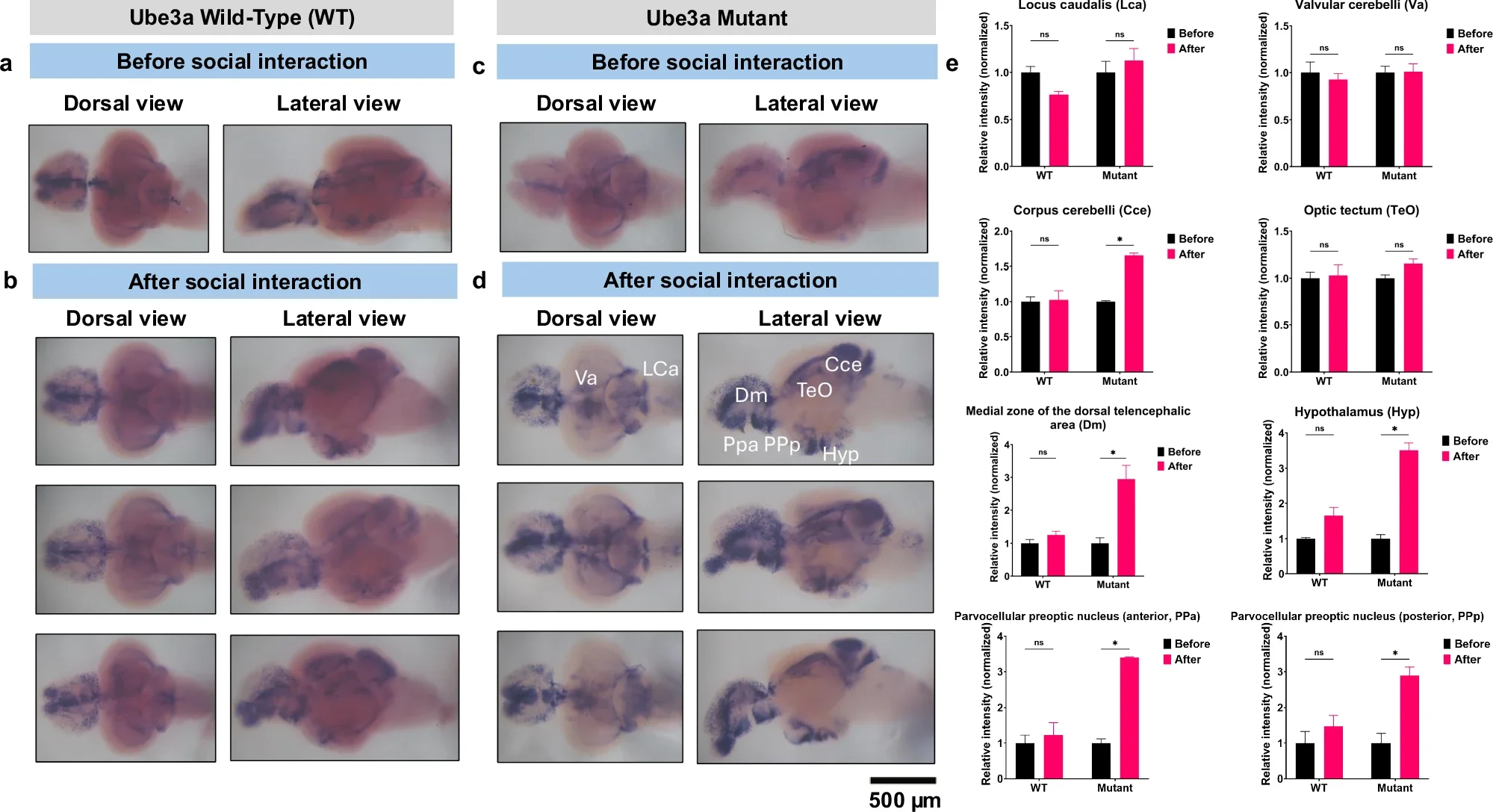 Whole-mount in situ hybridization (WISH) for c-Fos before and after social interaction in the ube3a mutants and WT.