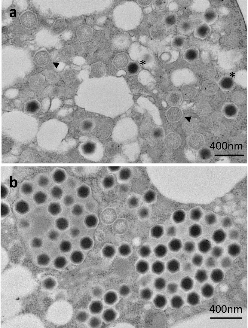 Morphological features of ushikuvirus particles in infected cell cytoplasm at 5 hpi revealed by c-TEM analysis.